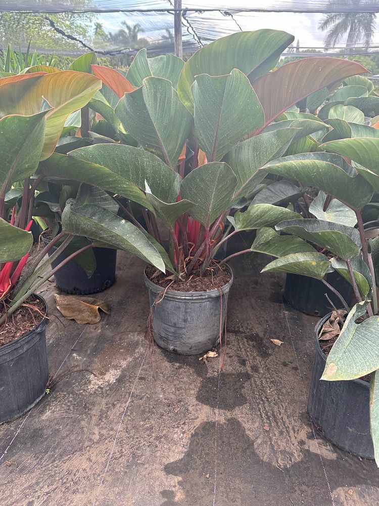 philodendron-rojo-congo-red-congo-philodendron