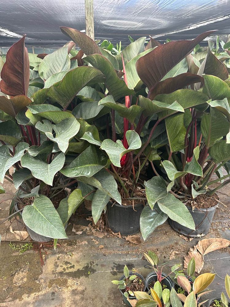 philodendron-rojo-congo-red-congo-philodendron