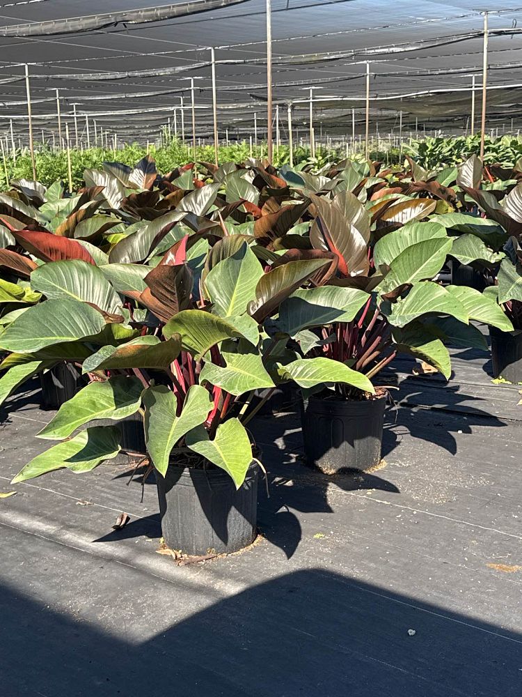 philodendron-rojo-congo-red-congo-philodendron