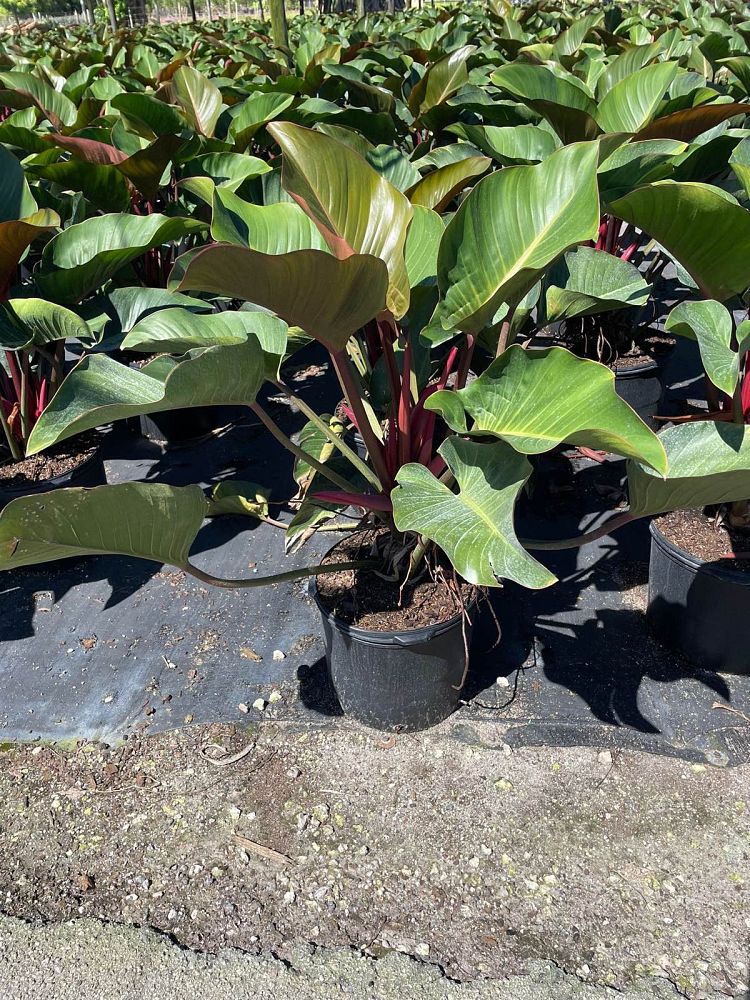 philodendron-rojo-congo-red-congo-philodendron