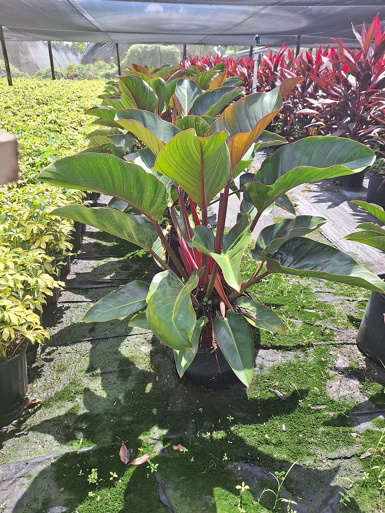 philodendron-rojo-congo-red-congo-philodendron