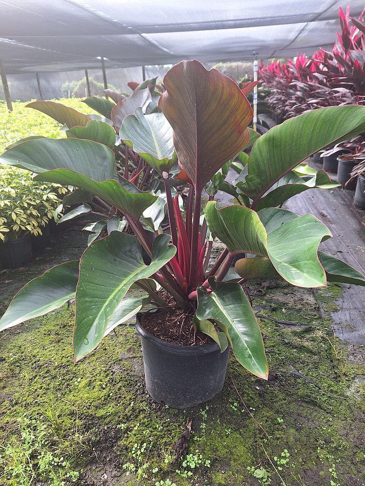 philodendron-rojo-congo-red-congo-philodendron