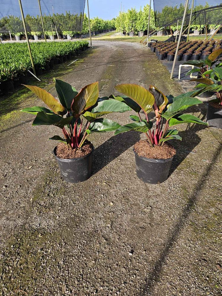 philodendron-rojo-congo-red-congo-philodendron