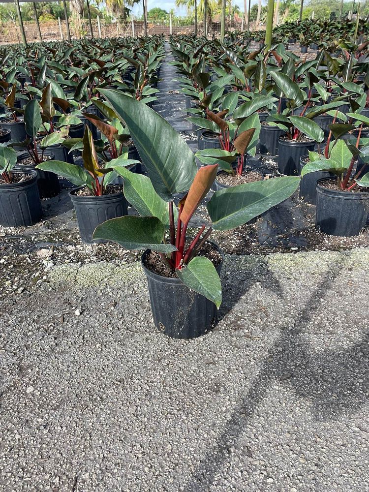 philodendron-rojo-congo-red-congo-philodendron