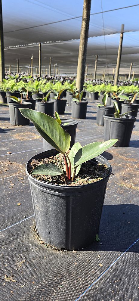 philodendron-rojo-congo-red-congo-philodendron