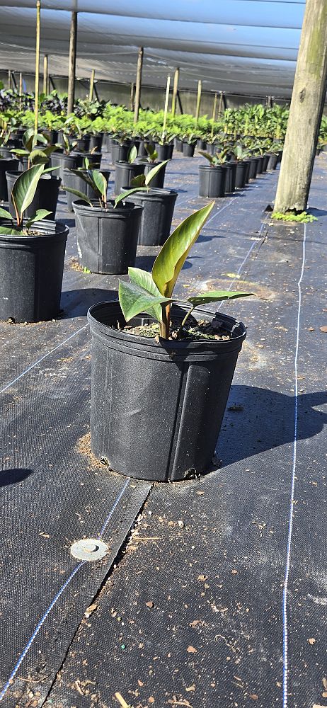 philodendron-rojo-congo-red-congo-philodendron