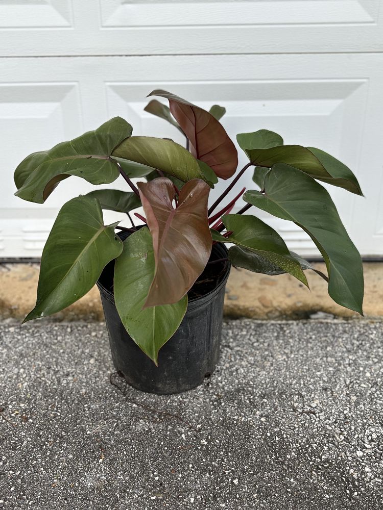 philodendron-royal-queen