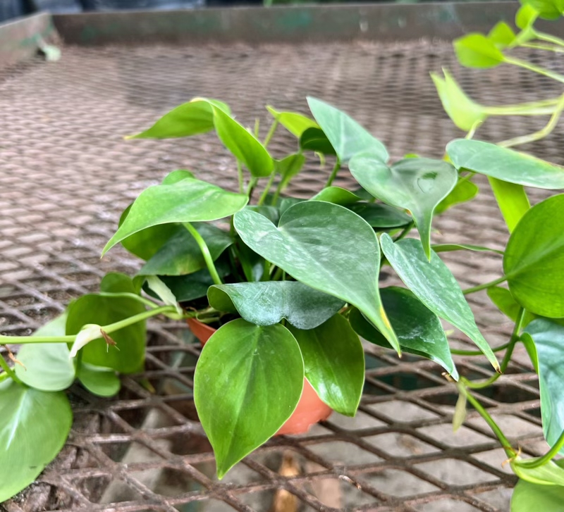 philodendron-scandens-oxycardium-philodendron-cordatum