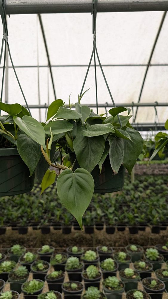 philodendron-scandens