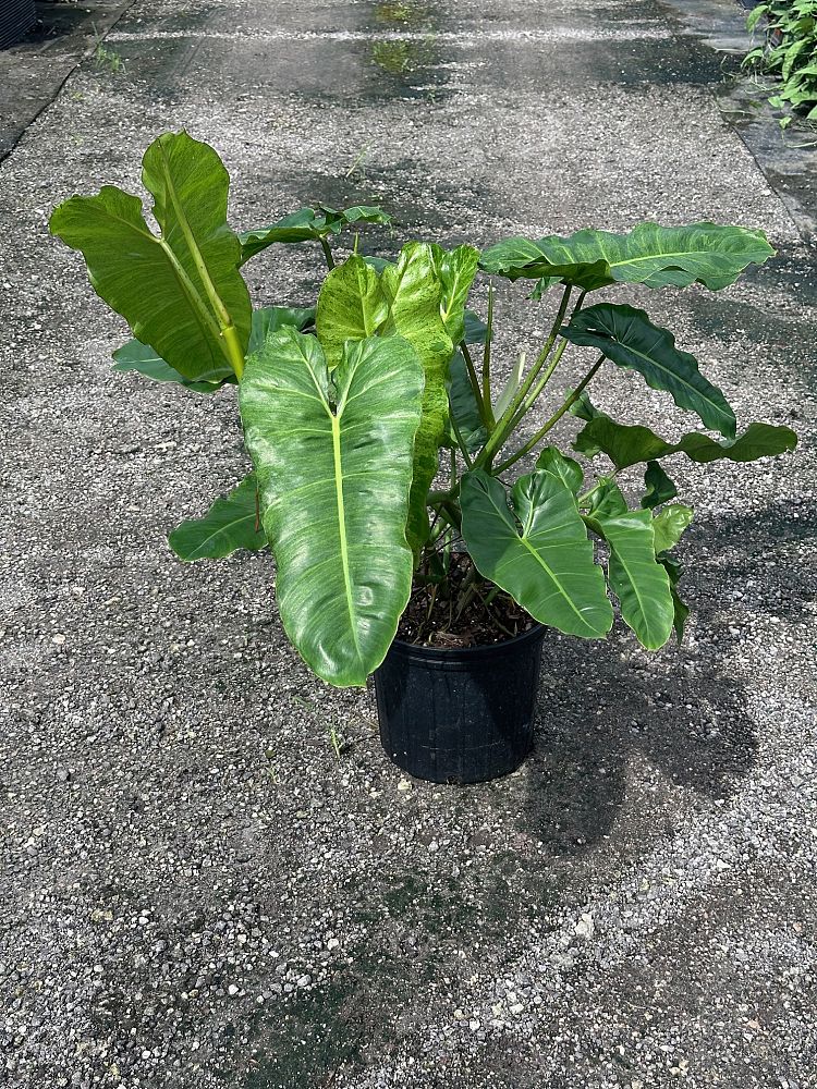 philodendron