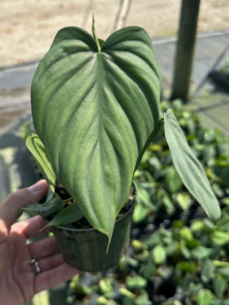 philodendron