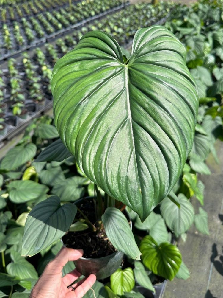 philodendron