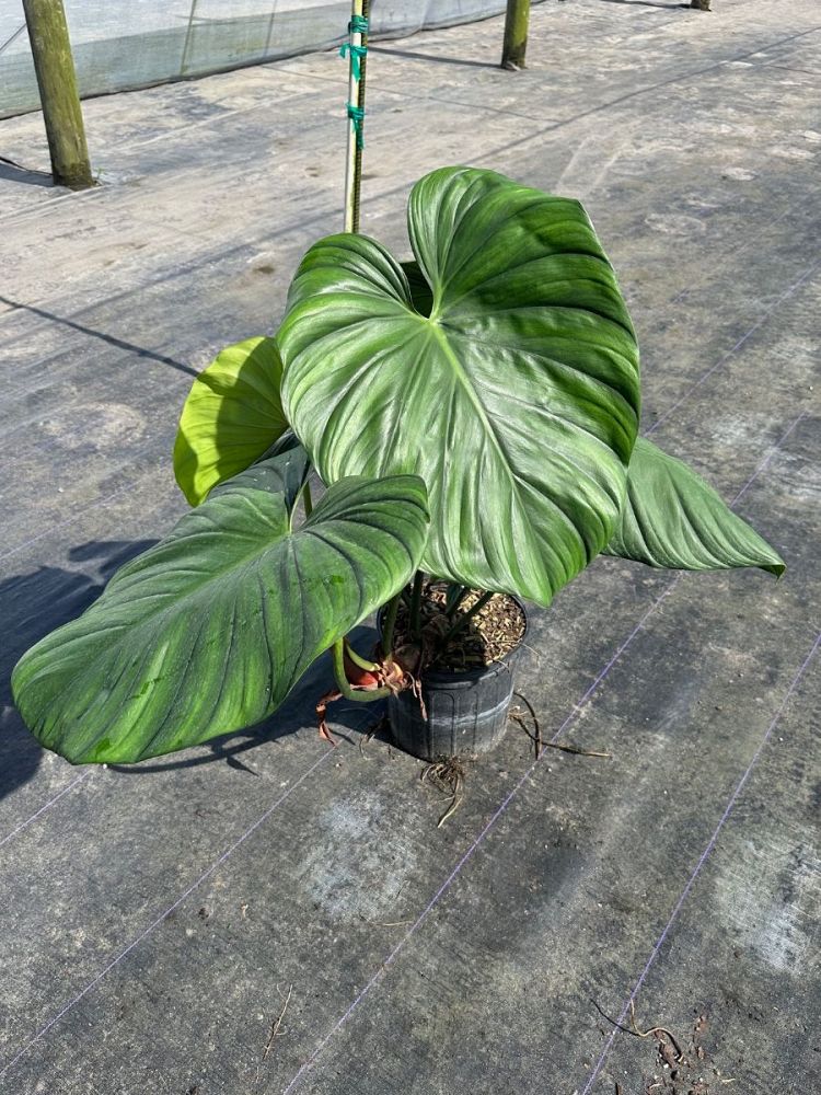 philodendron