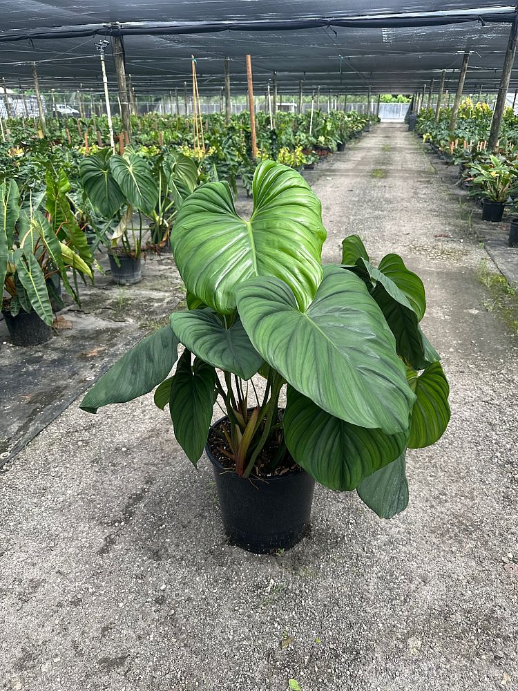 philodendron