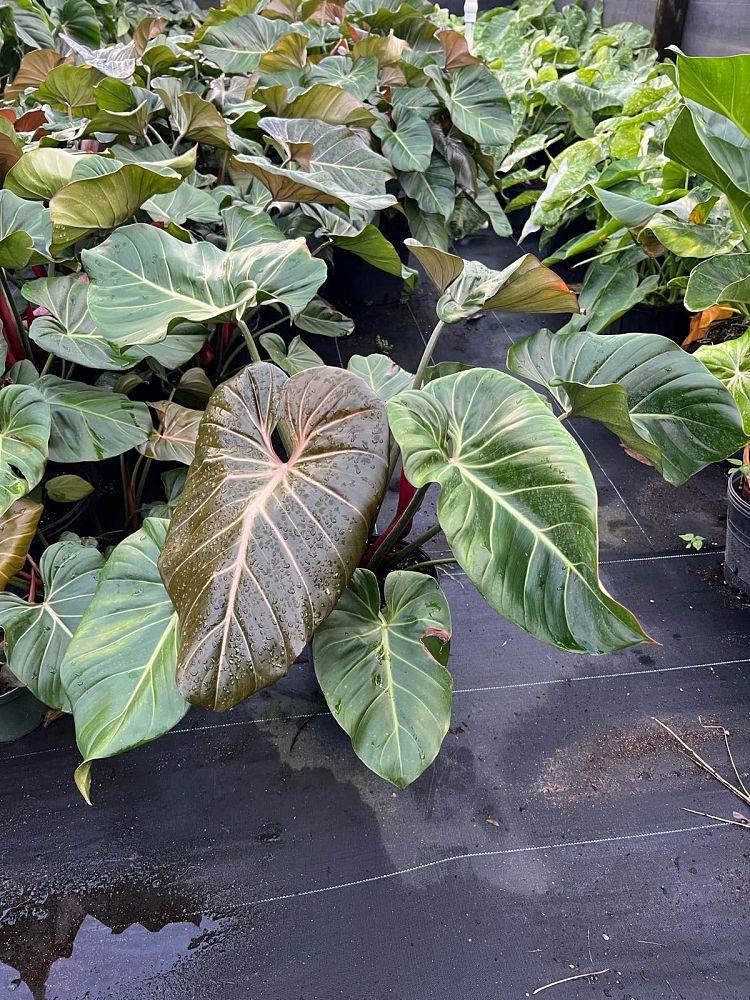 philodendron-summer-glory