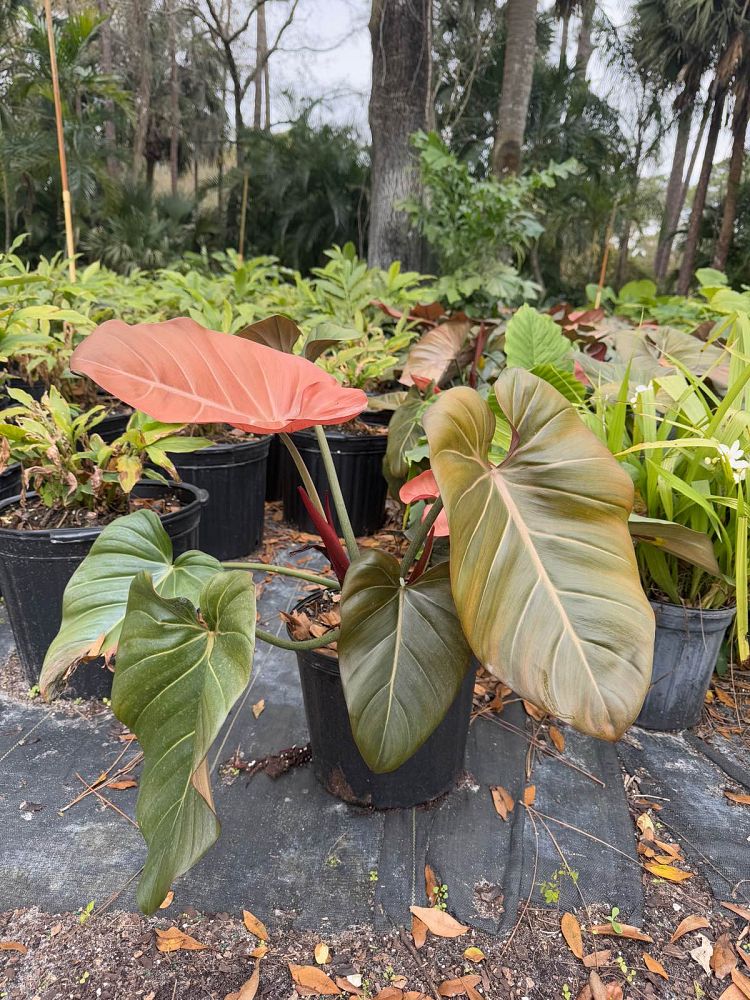 philodendron-summer-glory