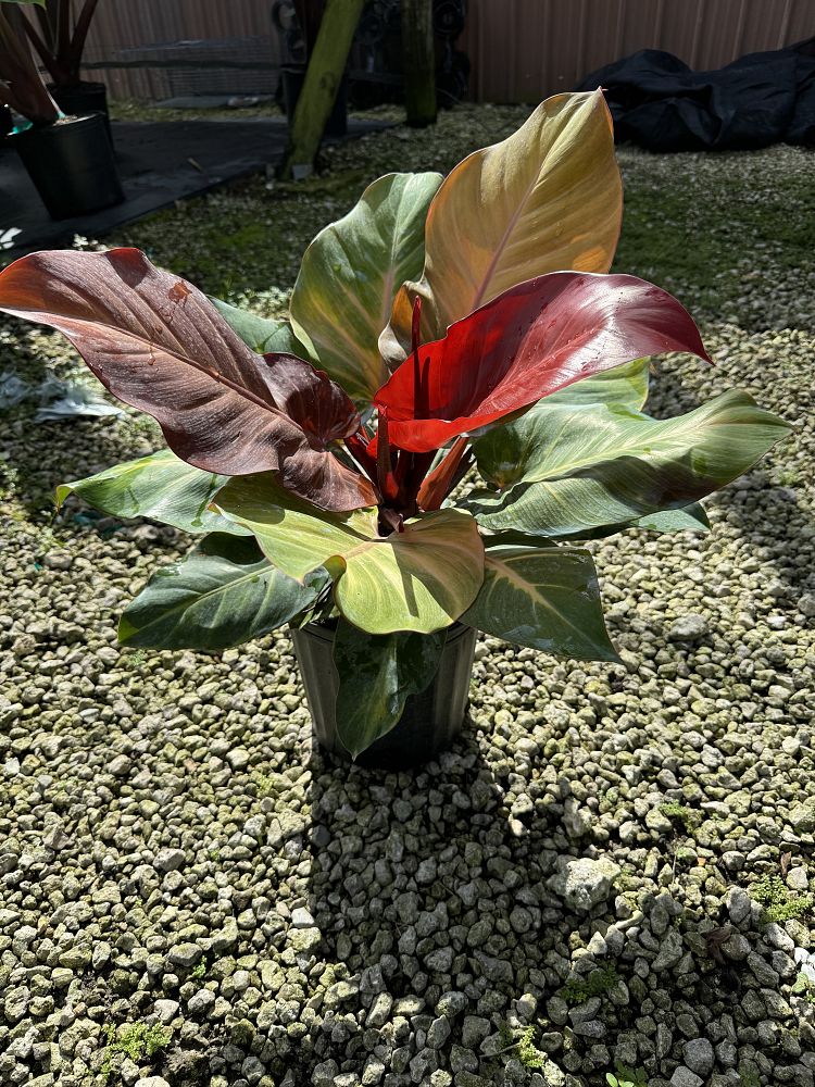 philodendron-sun-red