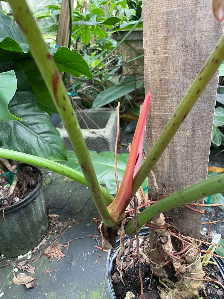 philodendron-weeks-red-hybrid