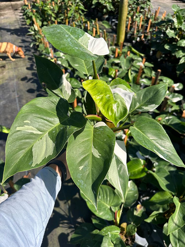 philodendron-white-princess