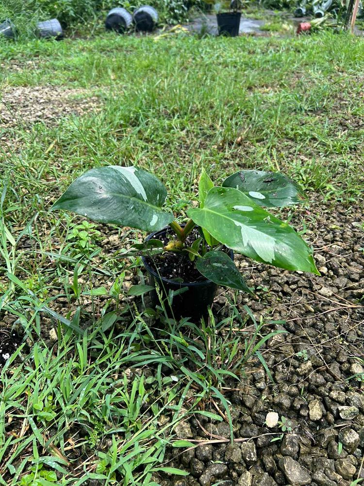 philodendron-white-princess