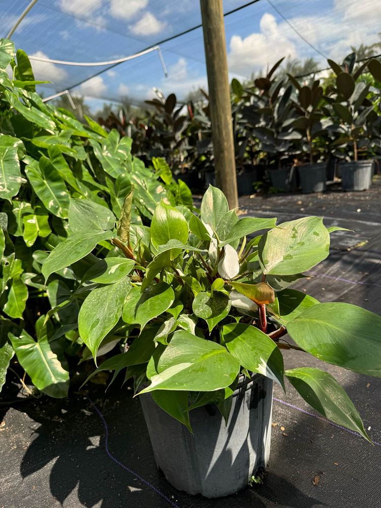 philodendron-white-princess