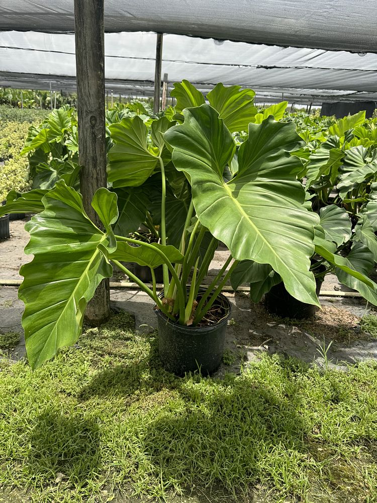 philodendron-wilsonii