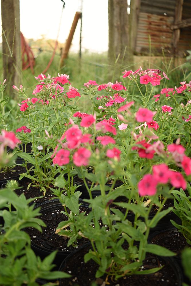 phlox-drummondii-annual-phlox