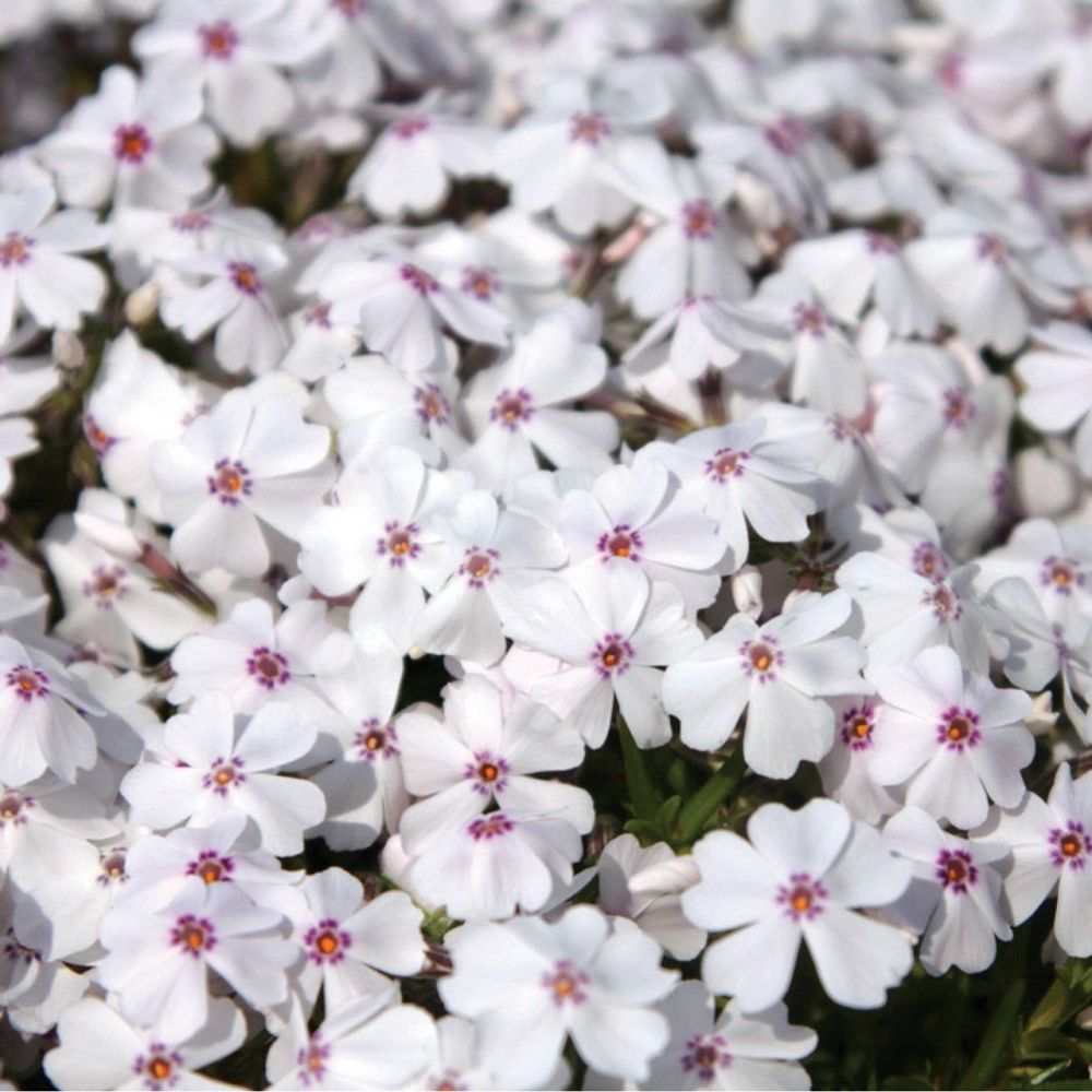 phlox-subulata-amazing-grace-moss-phlox-creeping-phlox