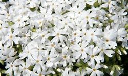 phlox-subulata-snowflake-moss-phlox-creeping-phlox