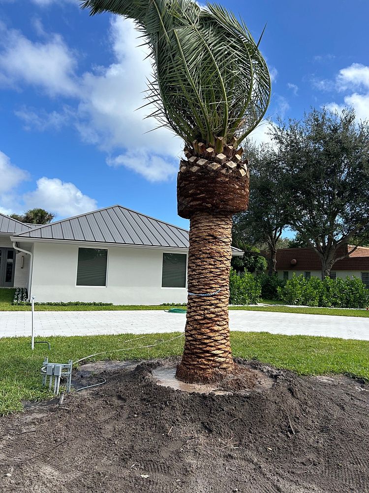 phoenix-canariensis-canary-island-date-palm-pineapple-palm