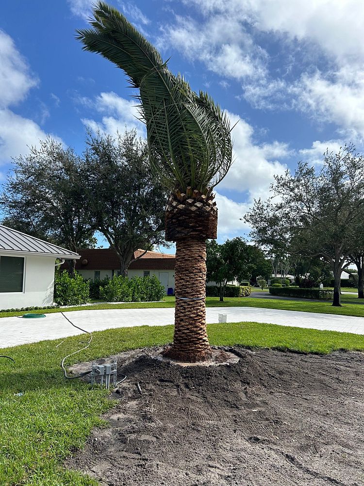 phoenix-canariensis-canary-island-date-palm-pineapple-palm