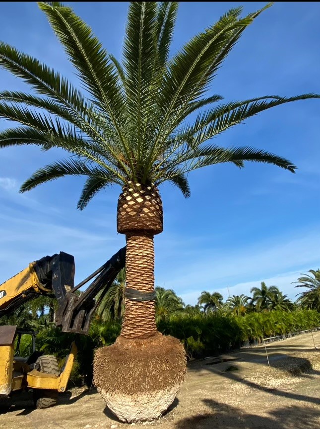 phoenix-canariensis-canary-island-date-palm-pineapple-palm