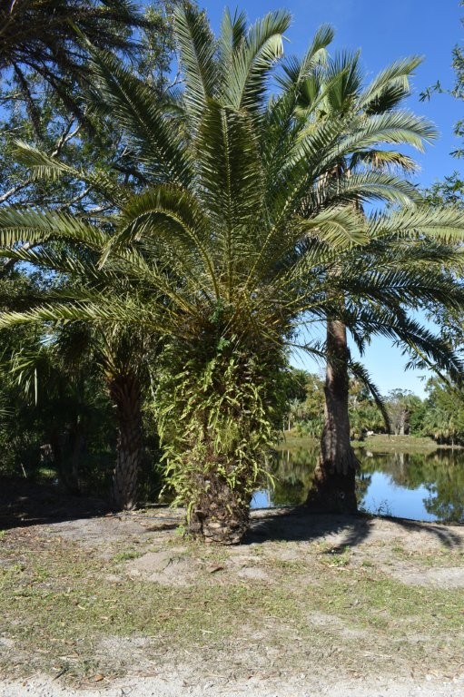 phoenix-canariensis-canary-island-date-palm-pineapple-palm