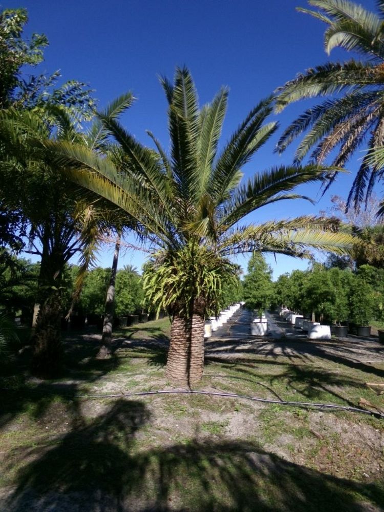 phoenix-canariensis-canary-island-date-palm-pineapple-palm