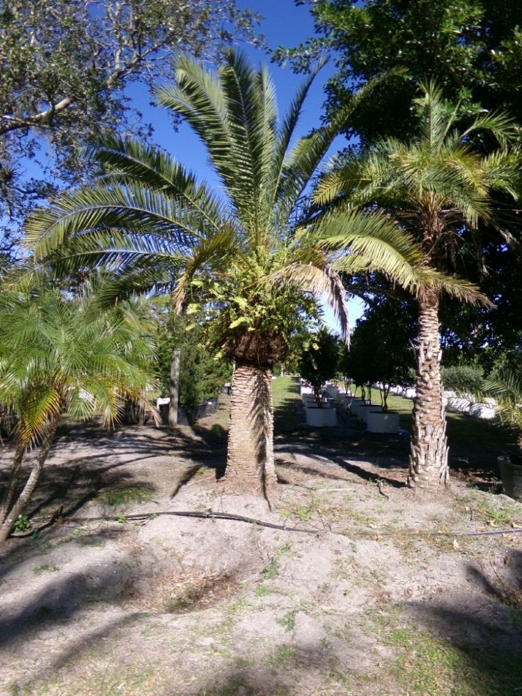 phoenix-canariensis-canary-island-date-palm-pineapple-palm