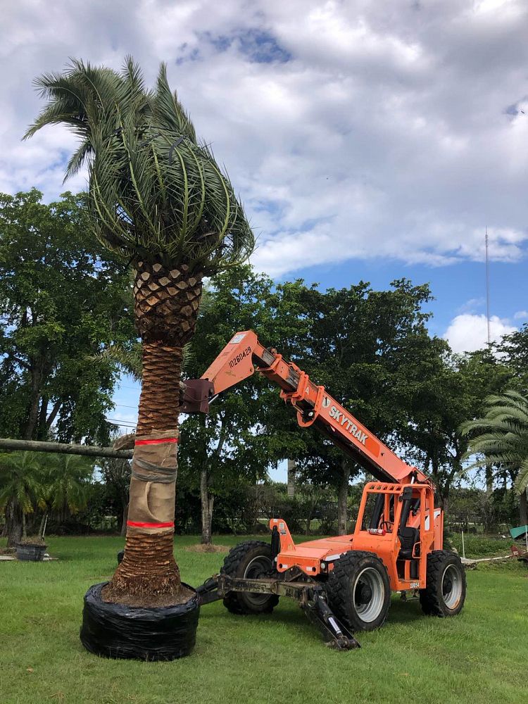 phoenix-canariensis-canary-island-date-palm-pineapple-palm