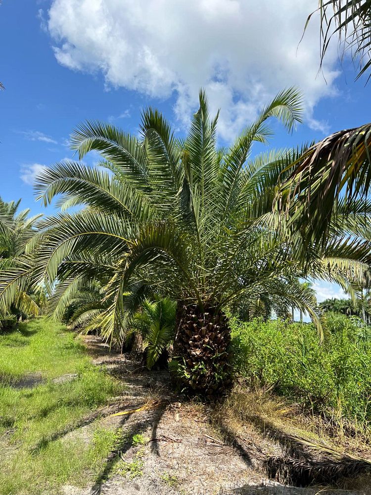 phoenix-canariensis-canary-island-date-palm-pineapple-palm