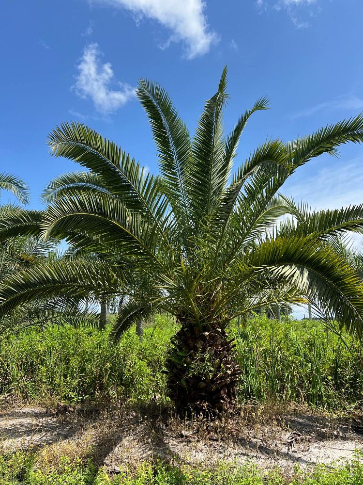 phoenix-canariensis-canary-island-date-palm-pineapple-palm