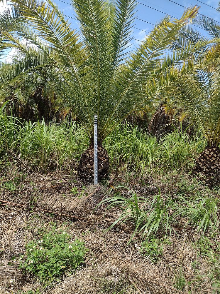 phoenix-canariensis-canary-island-date-palm-pineapple-palm