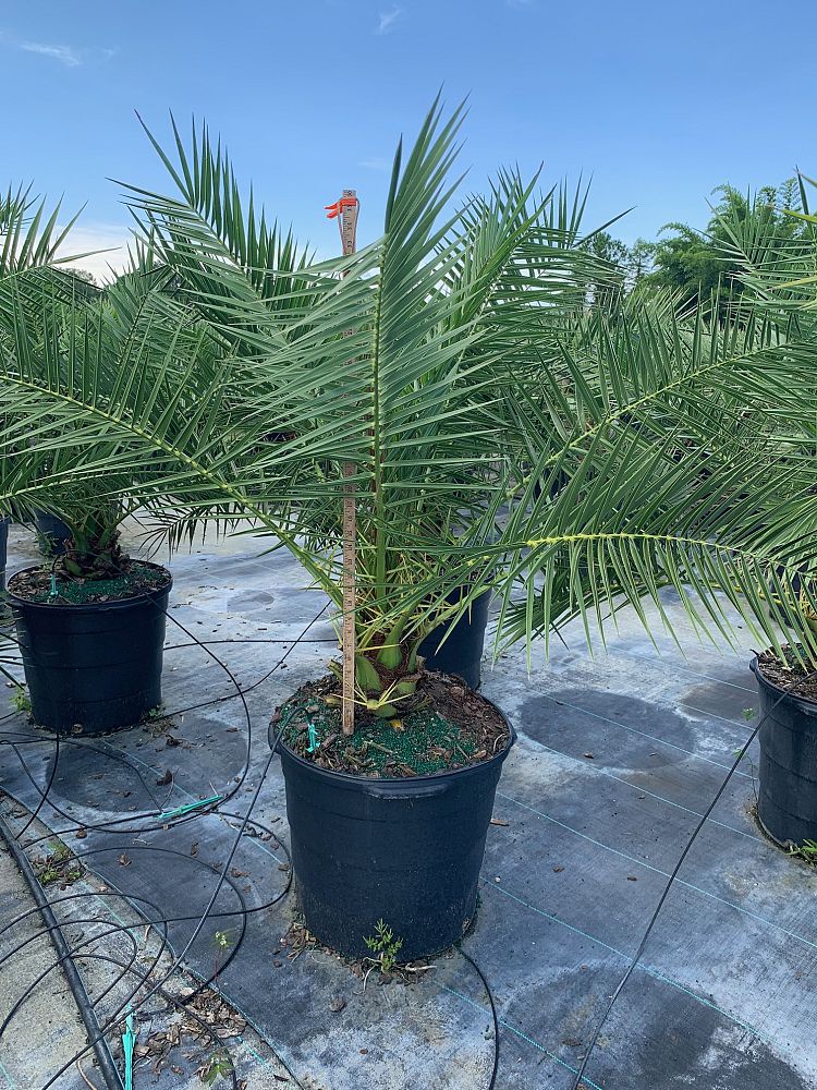 phoenix-canariensis-canary-island-date-palm-pineapple-palm