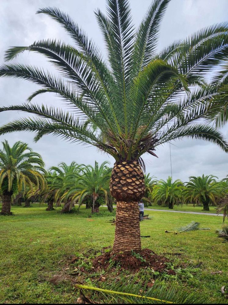 phoenix-canariensis-canary-island-date-palm-pineapple-palm