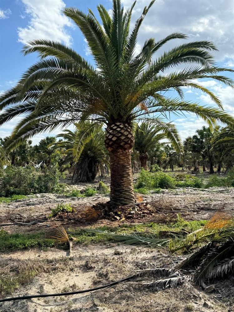 phoenix-canariensis-canary-island-date-palm-pineapple-palm