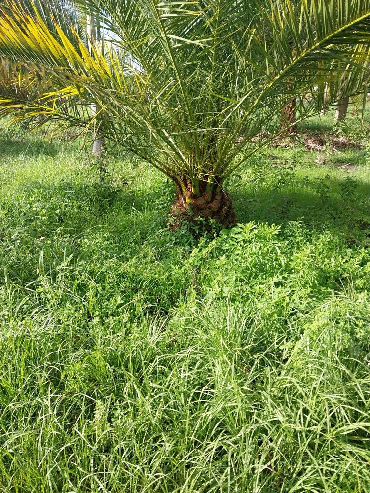 phoenix-canariensis-canary-island-date-palm-pineapple-palm