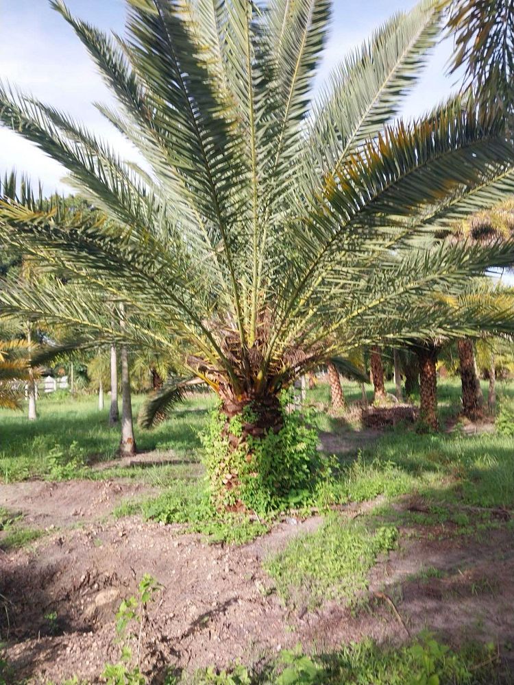 phoenix-canariensis-canary-island-date-palm-pineapple-palm