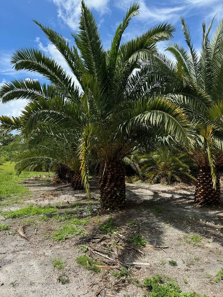 phoenix-canariensis-canary-island-date-palm-pineapple-palm