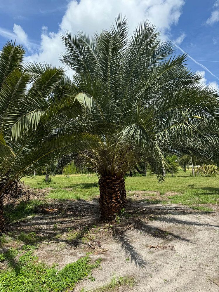 phoenix-canariensis-canary-island-date-palm-pineapple-palm