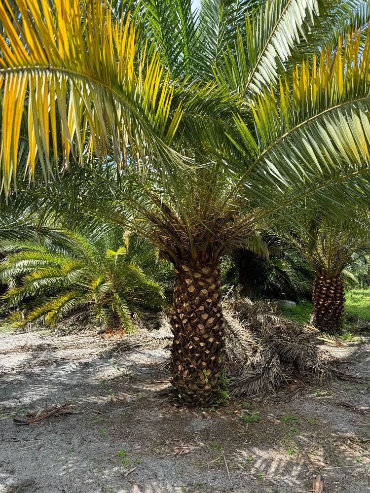 phoenix-canariensis-canary-island-date-palm-pineapple-palm