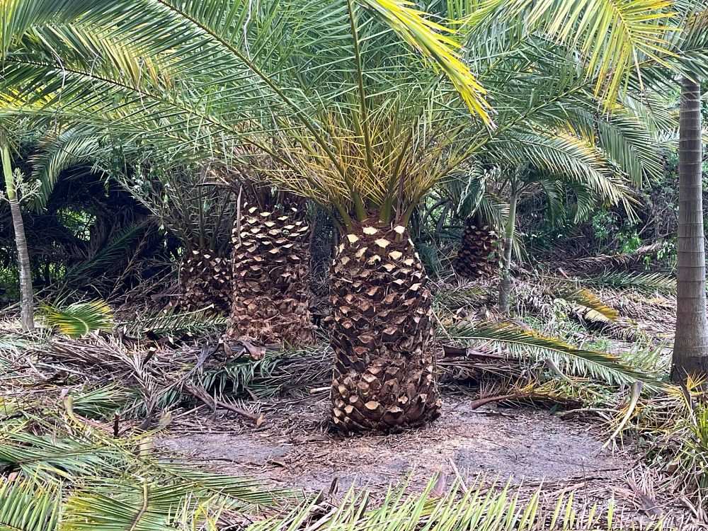 phoenix-canariensis-canary-island-date-palm-pineapple-palm