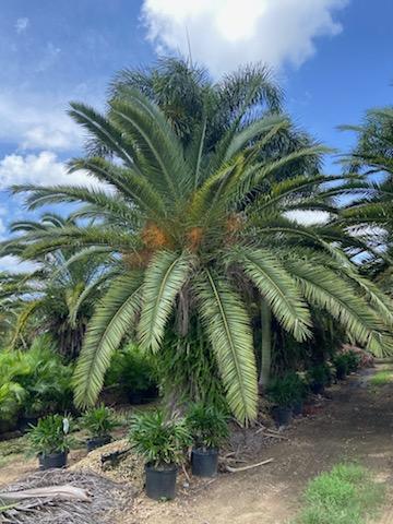 phoenix-canariensis-canary-island-date-palm-pineapple-palm