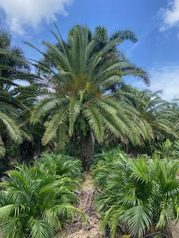 phoenix-canariensis-canary-island-date-palm-pineapple-palm